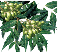 neem
